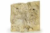 Rare, Ordovician Starfish (Petraster?) Fossil - Oklahoma #145043-1